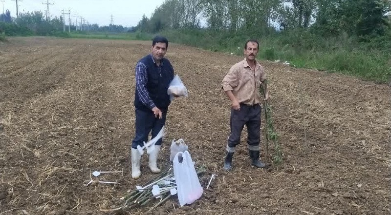 کلزا در شالیزارهای گیلان