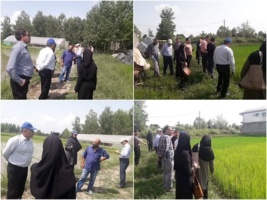 نظارت میدانی بر سلامت تولید برنج در گیلان