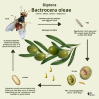 توده هوای خنک، زنگ خطر افزایش فعالیت مگس میوه زیتون