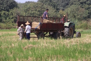 از طلای سفید تا خوراک زمستانی