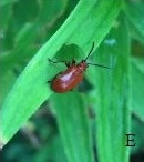 تهدیدی برای سوسن چلچراغ