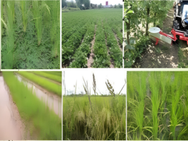 علف‌های هرز زیر ذره‌بین پژوهشگر مرکز