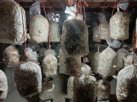 موفقیت کارآفرینی هنرجو