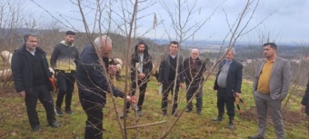 انقلاب سبز در باغات فندق