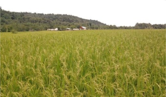 بررسی اصول زراعت برنج