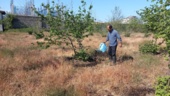 سمپاشی و تقویت خاک