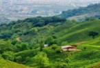چهره‌ی سبز گیلان