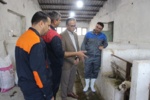 نگاهی دقیق به پرواربندی بره‌ها