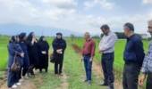 تولید محصول سالم