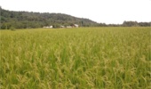 بررسی اصول زراعت برنج