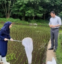 تحقیق ملی برای مدیریت پایدار آفات در شالیزارهای شمال کشور
