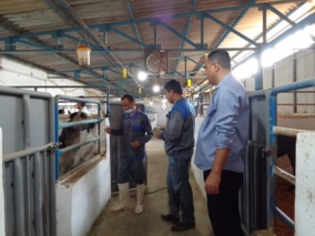 اجرای تزریقات دوره‌ای برای ارتقاء سلامت اسب کاسپین