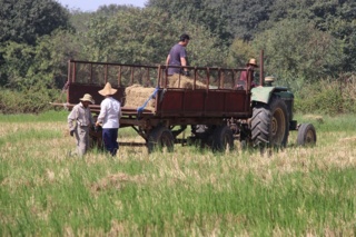 از طلای سفید تا خوراک زمستانی