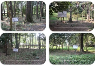 شلمان؛ گنجینه بذرهای جنگلی ایران