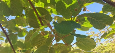 چالش پوسیدگی کیوی