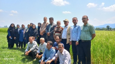 انتقال دانش از آزمایشگاه به شالیزار