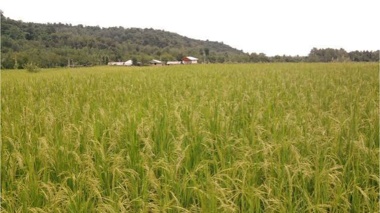 بررسی اصول زراعت برنج