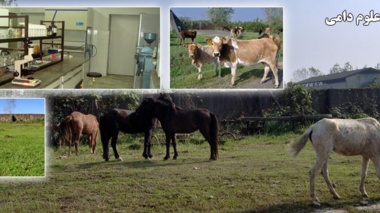 بخش علوم دامی