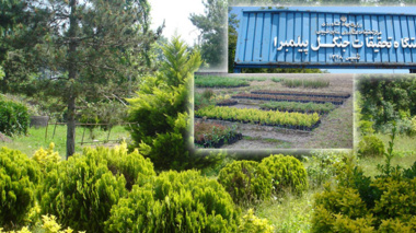 ایستگاه تحقیقات سوزنی برگان پیلمبرا - رضوانشهر